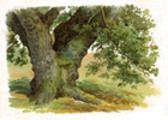 Thumbnail TREES AND HOW TO PAINT  THEM IN WATERCOLOURS    