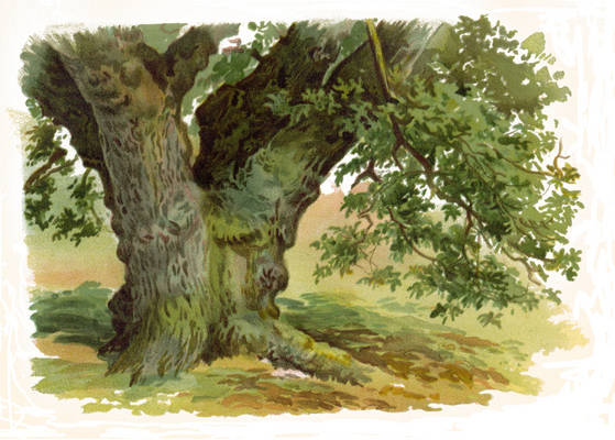 Product picture TREES AND HOW TO PAINT  THEM IN WATERCOLOURS    